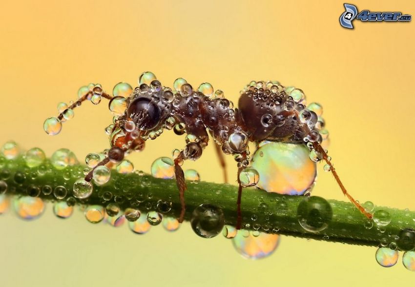 ant, dewdrops, stem