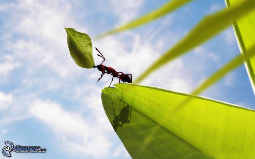 ant, green leaf, macro