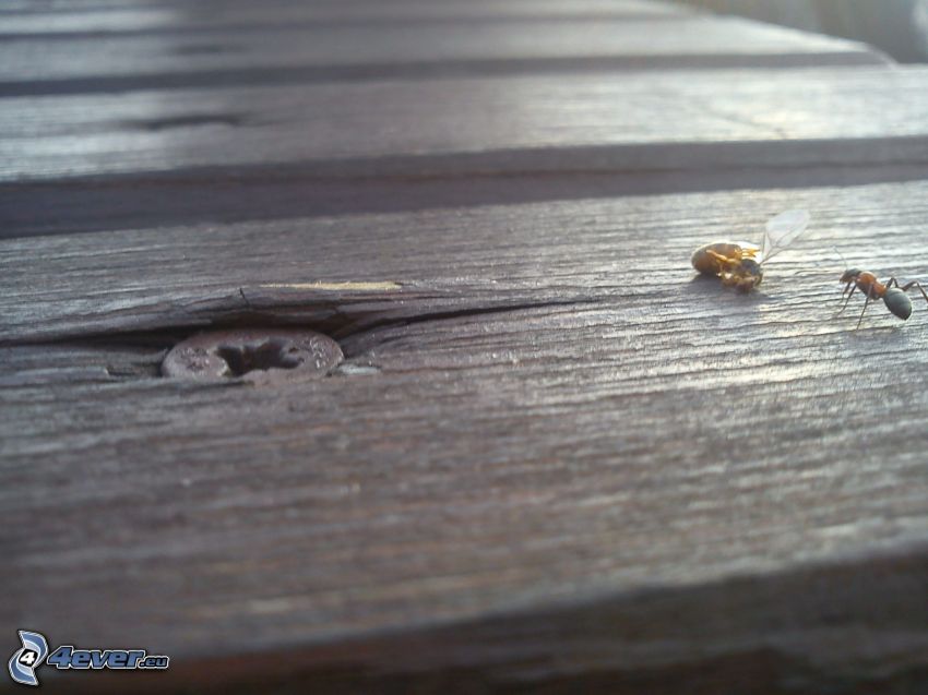 ant, wasp, insects, wood, nail