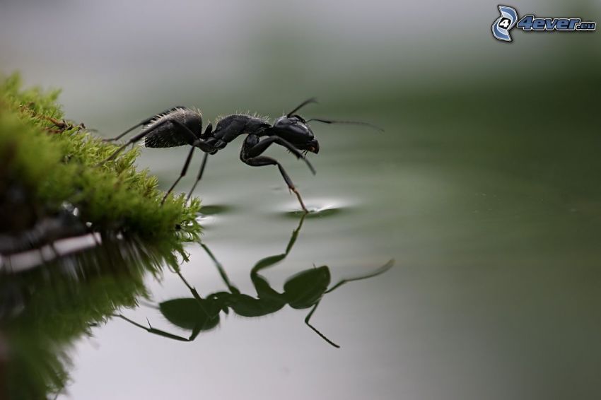 ant, water, reflection, moss