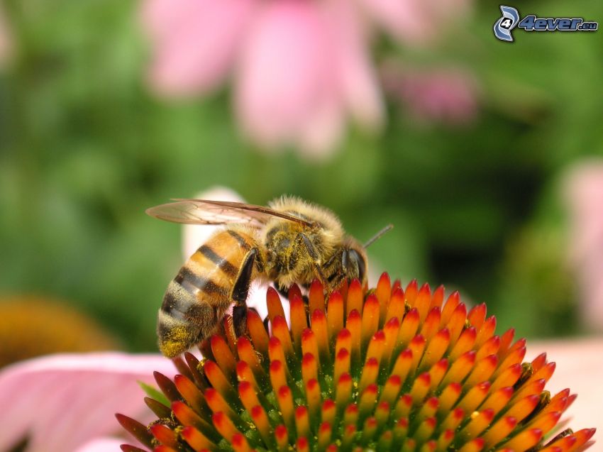 bee, flower