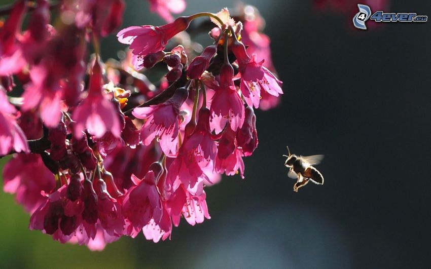 bee, flowering twig