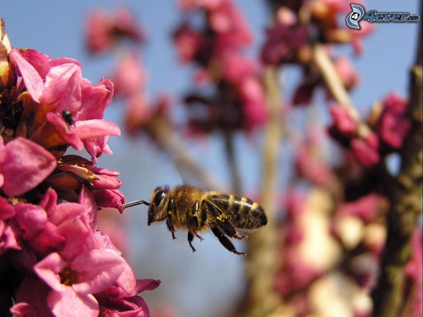 bee, pink flowers, macro
