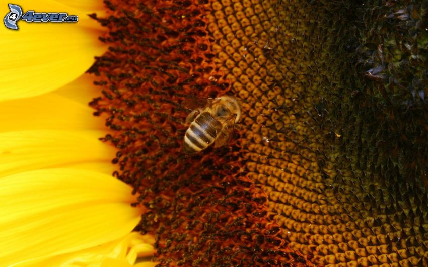 bee, sunflower