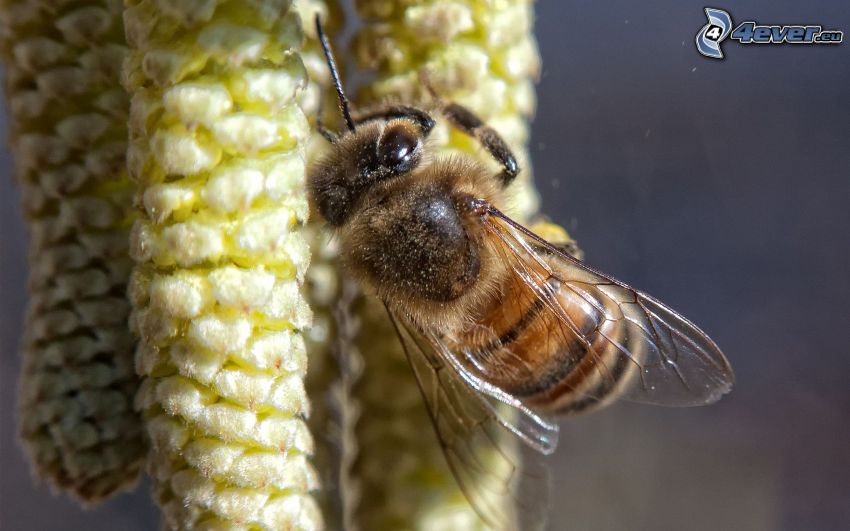 bee on flower, macro