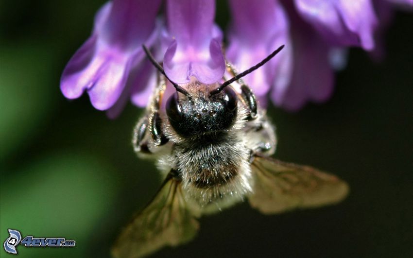 bee on flower, macro