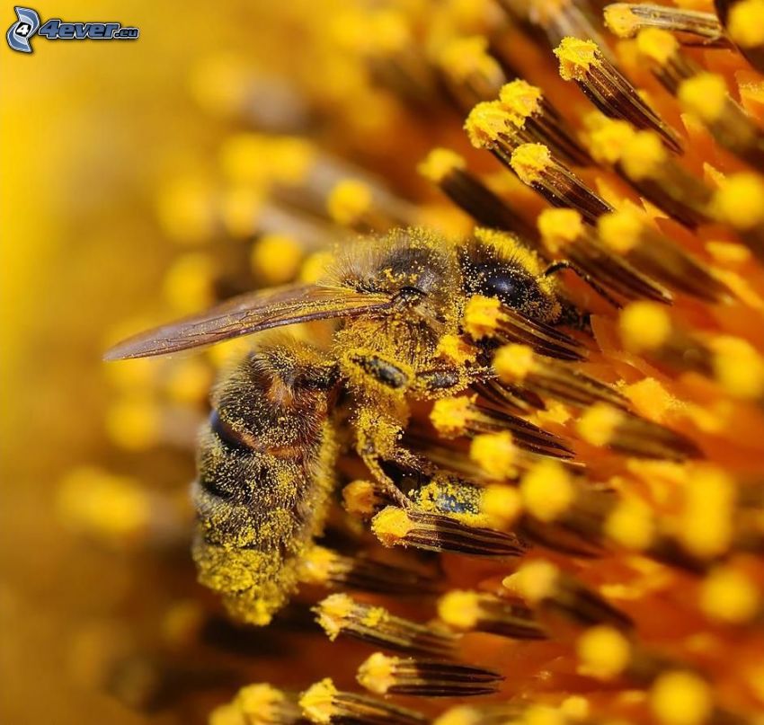 bee on flower, pollen