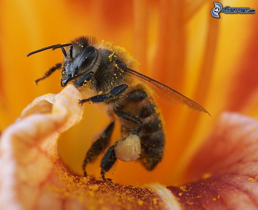 bee on flower, pollen