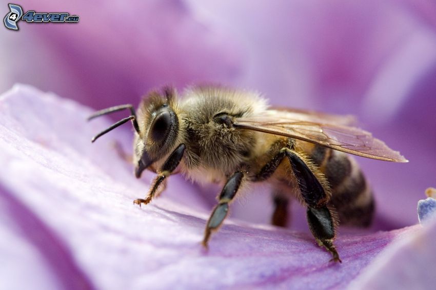bee on flower, purple flower, macro