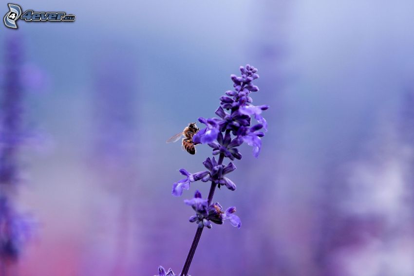 bee on flower, purple flower