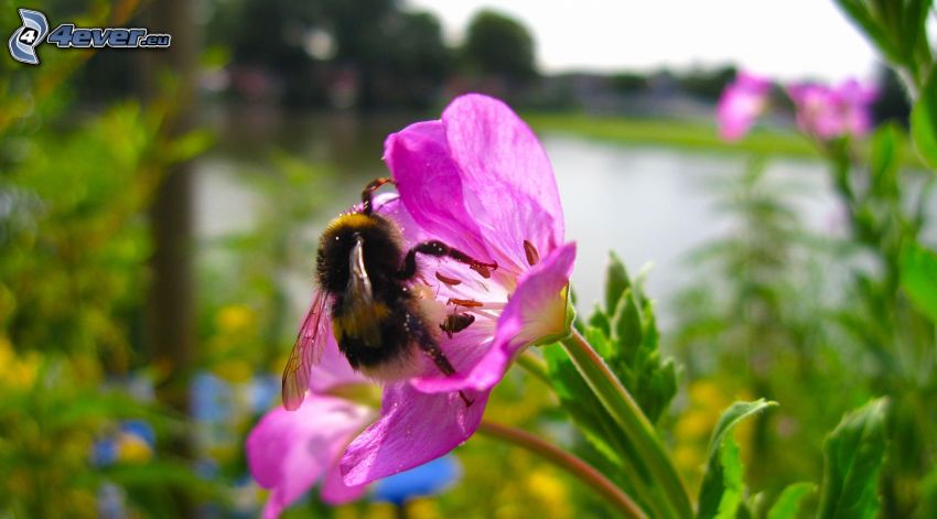 bee on flower, purple flower