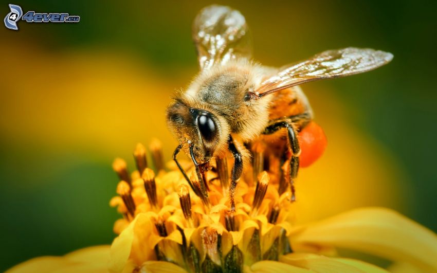 bee on flower, yellow flower, macro