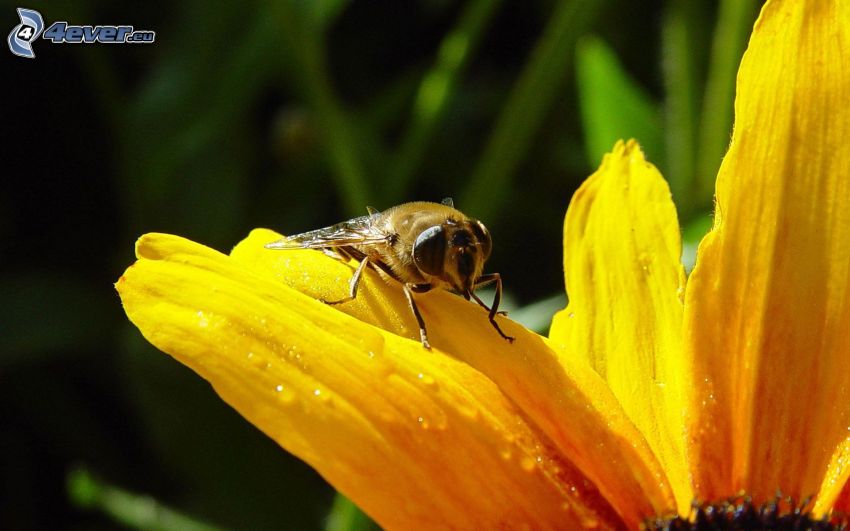 bee on flower, yellow flower, macro