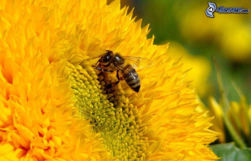 bee on flower, yellow flower