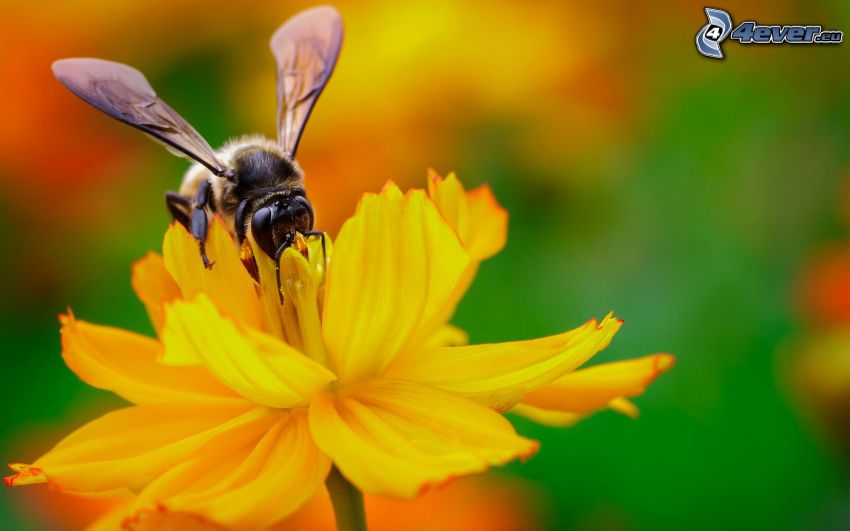 bee on flower, yellow flower
