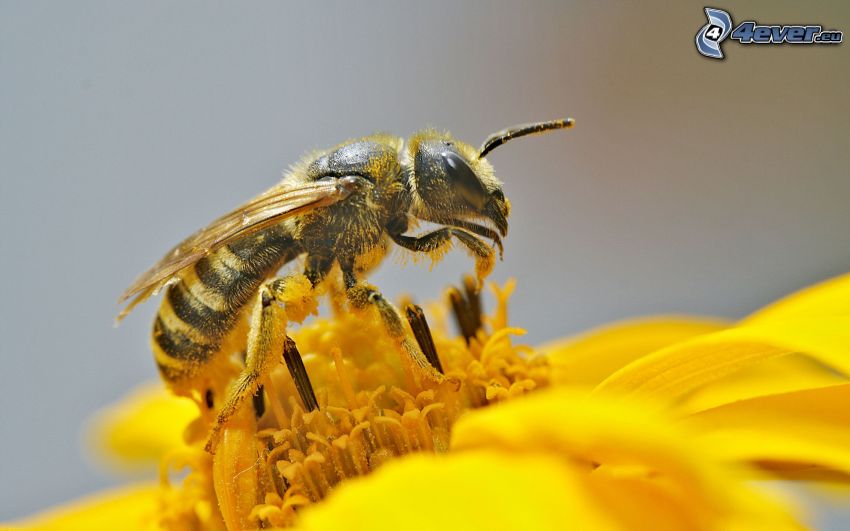 bee on flower