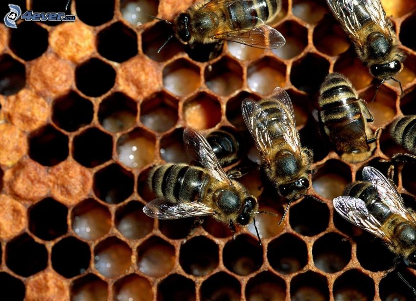 bees, bee-hive