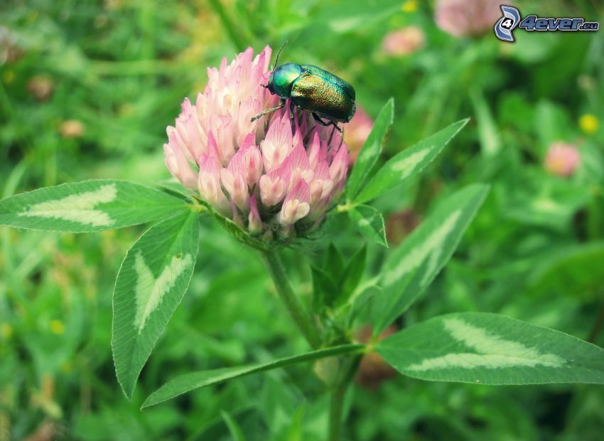 beetle, clover