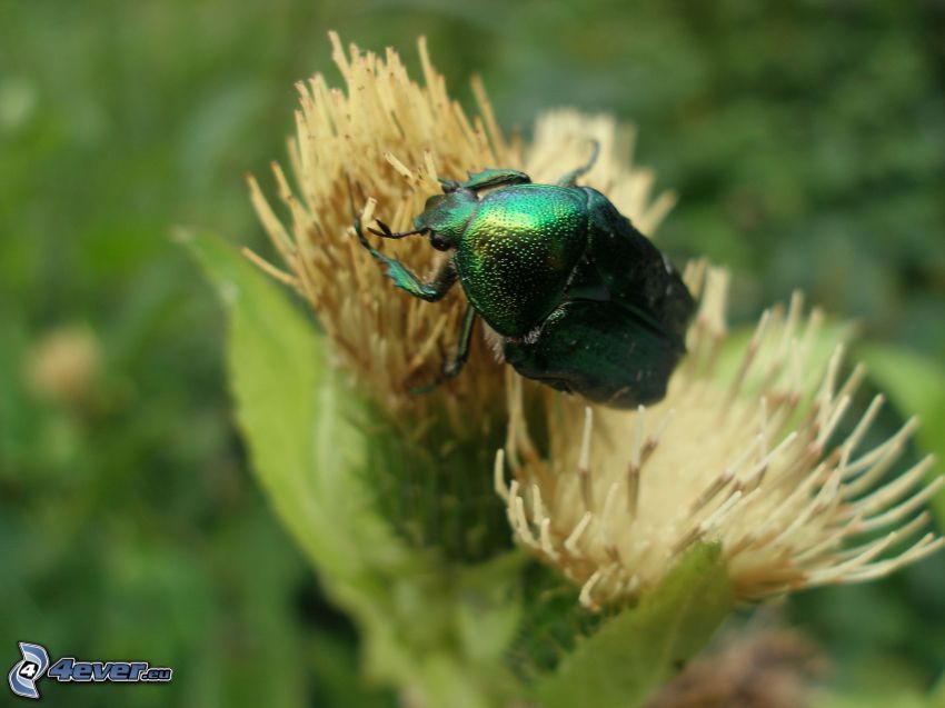 beetle, flower, insects, nature
