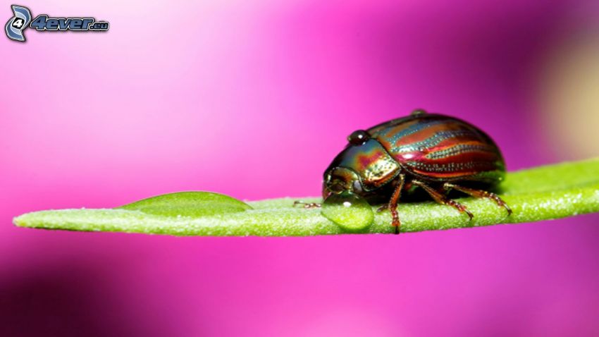 beetle, leaf