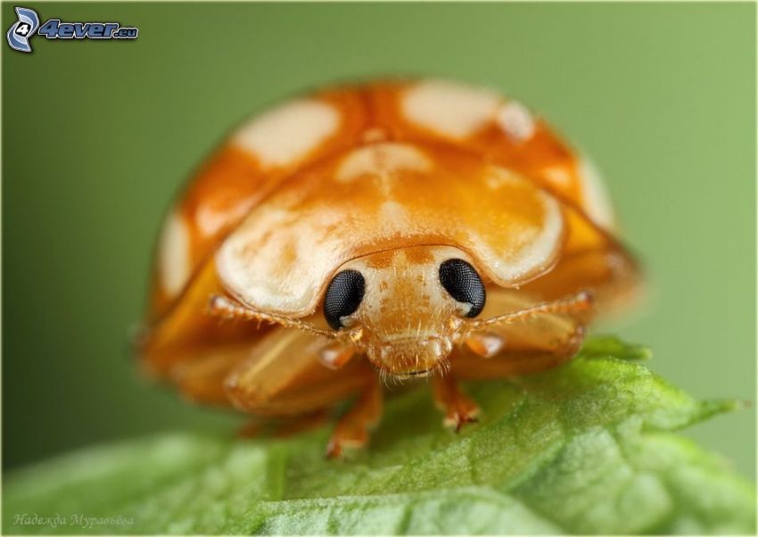beetle, macro