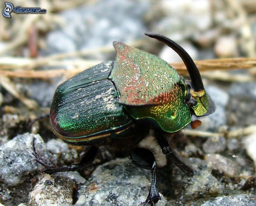 beetle, macro
