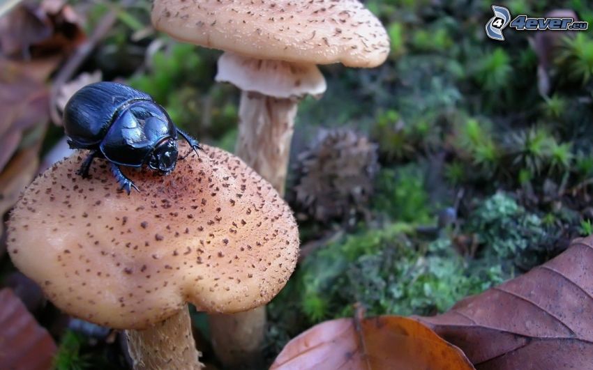 beetle, mushrooms