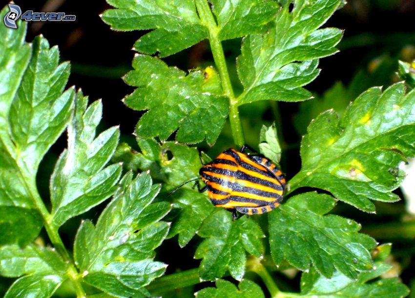 beetle, plant