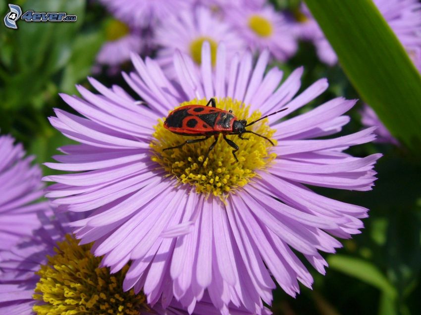 beetle, purple flower