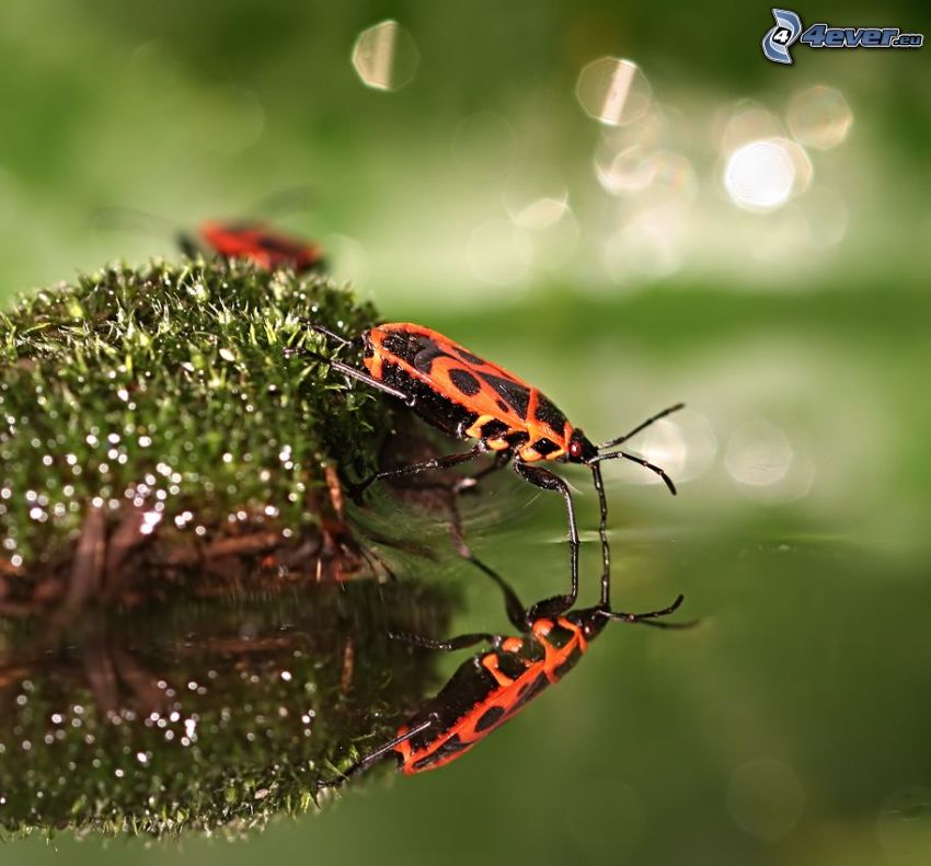 beetle, water, reflection, moss