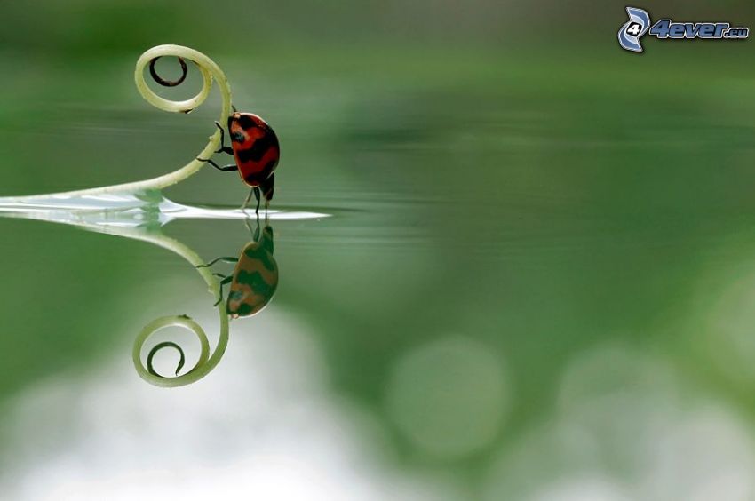 beetle, water, reflection
