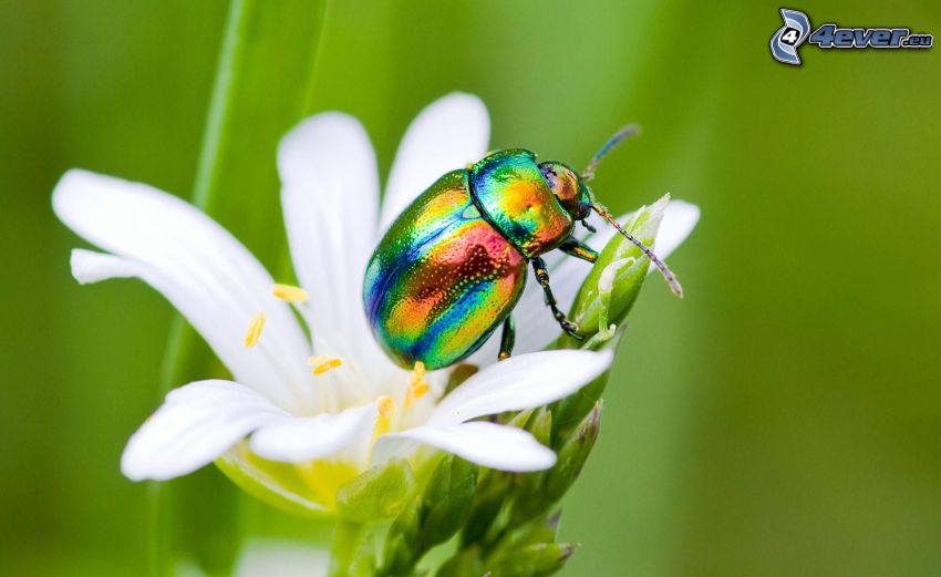 beetle, white flower