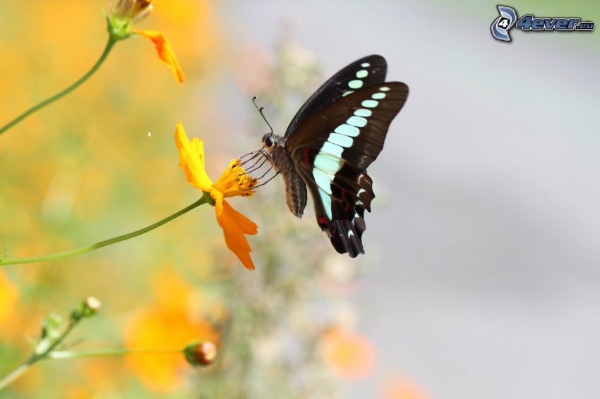 black butterfly, butterfly on flower, yellow flower