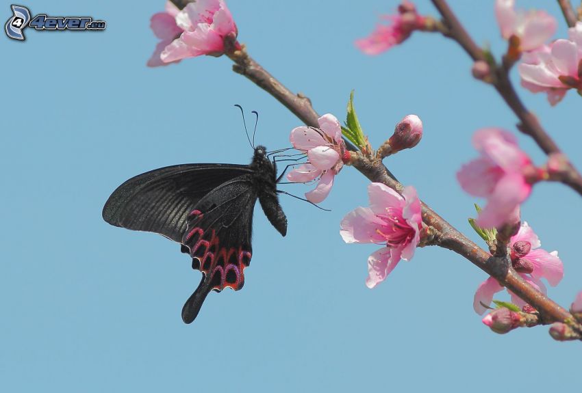black butterfly, flowering cherry