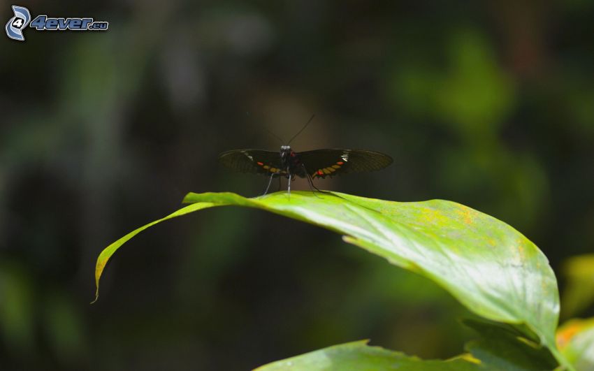 black butterfly, leaf