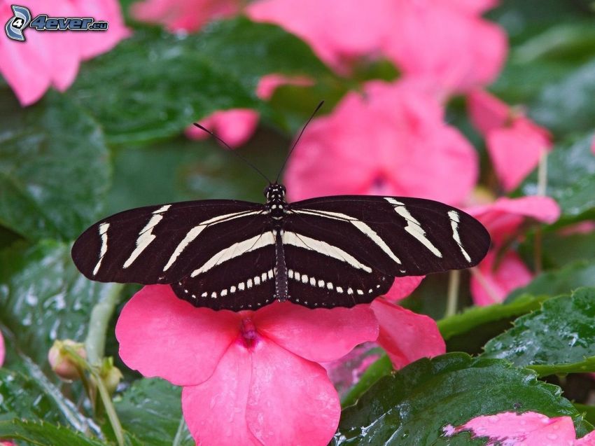 black butterfly, pink flowers