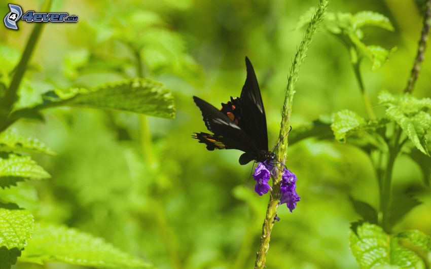 black butterfly, purple flower