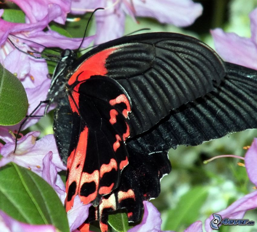 black butterfly