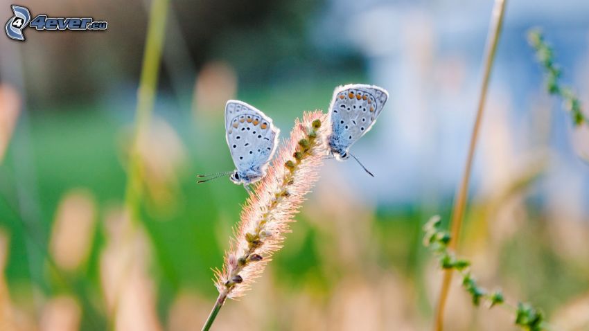 blue butterflies, plant