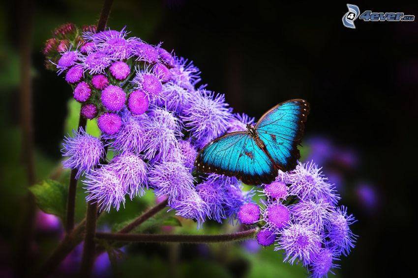 blue butterfly, purple flower