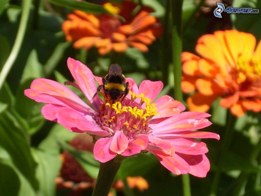 bumblebee, flower, nature
