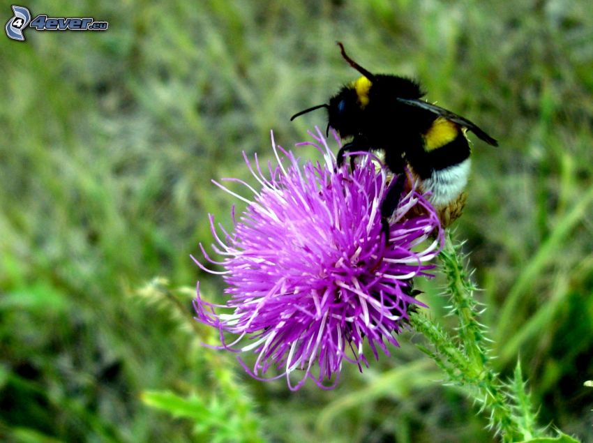 bumblebee, flower