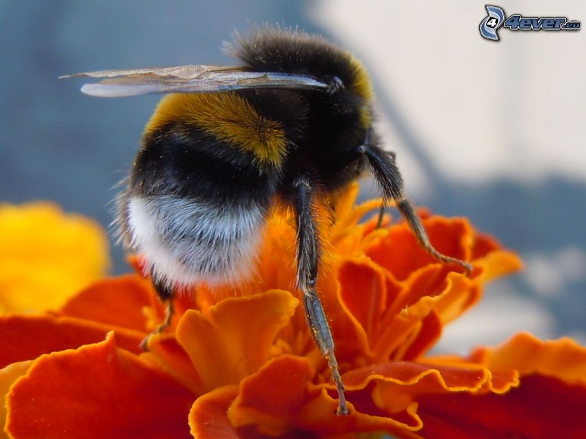 bumblebee, marigold, macro