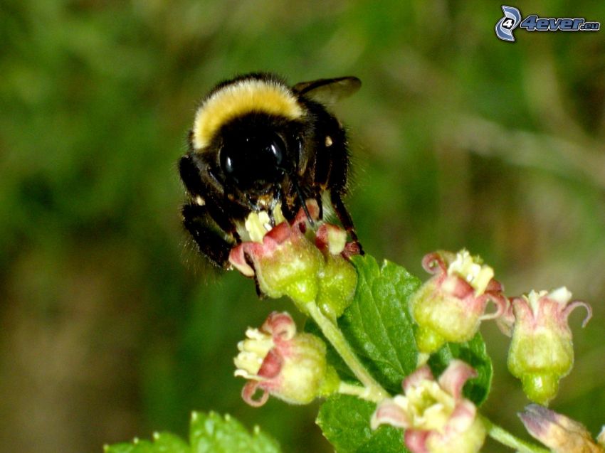 bumblebee, pollen
