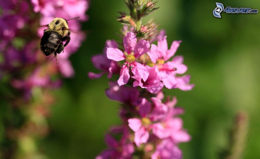 bumblebee, purple flower