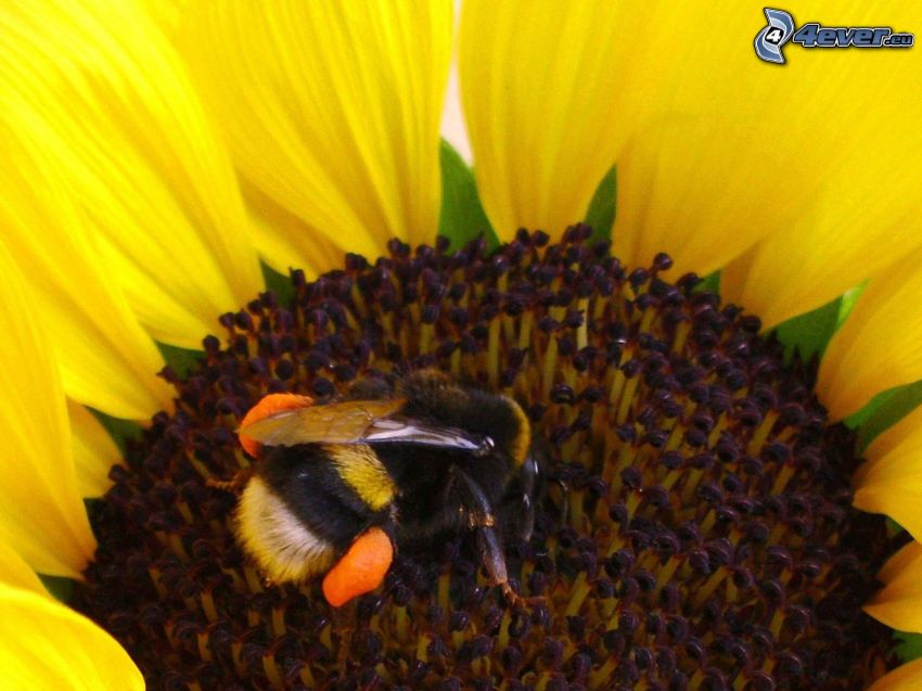 bumblebee, sunflower, flower