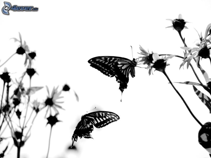 butterflies, daisies, black and white photo