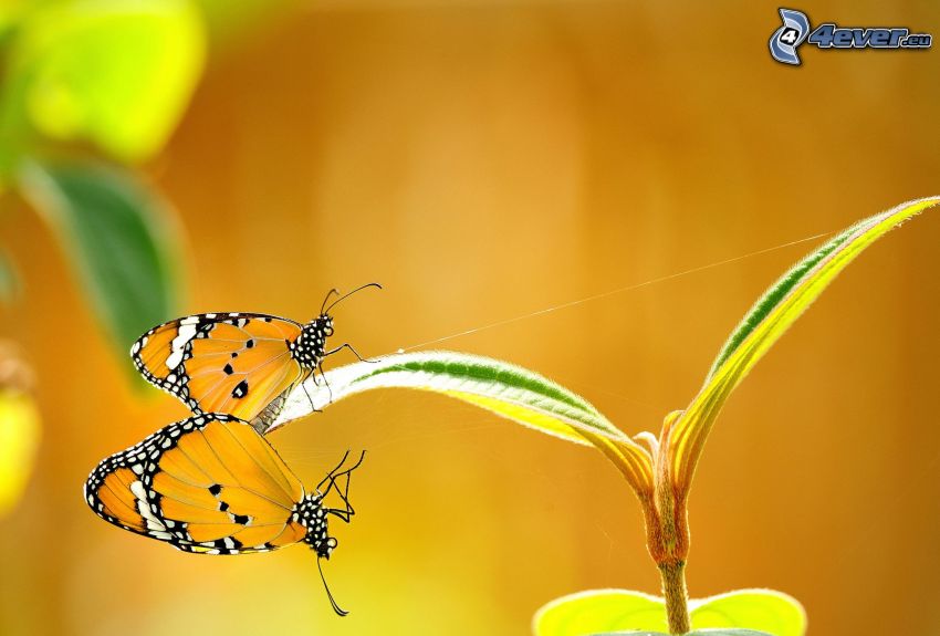 butterflies, mating, plant