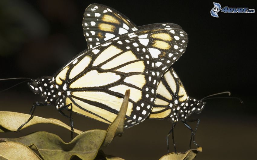 butterflies, mating