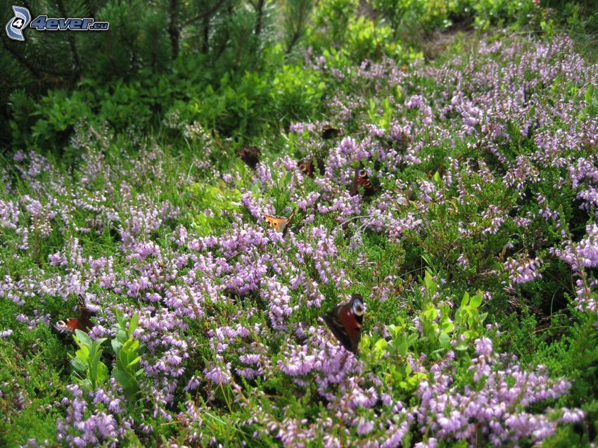 butterflies, purple flowers
